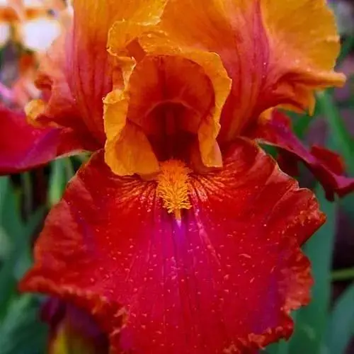 Ирис бородатый крупноцветковый "Fit the Bill" 1 шт (41116) - фото 1