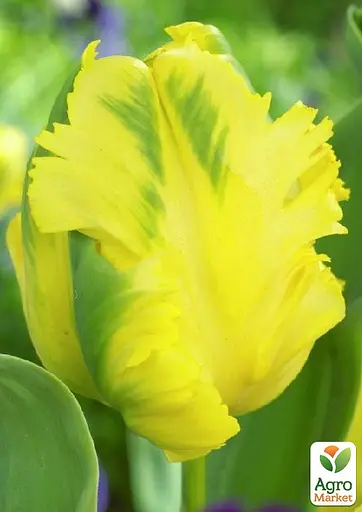 Тюльпан "Eagle Wings" (174810) 2 шт - фото 3