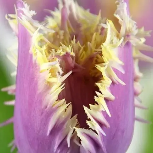 Тюльпан "Crunchy Cummins" (186253) 2 шт - фото 1
