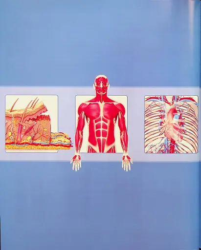 Енциклопедія знань. Тіло людини - фото 15