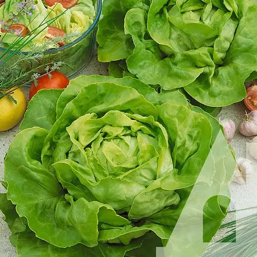 Салат Садиба Бостон головчастий 1 г 