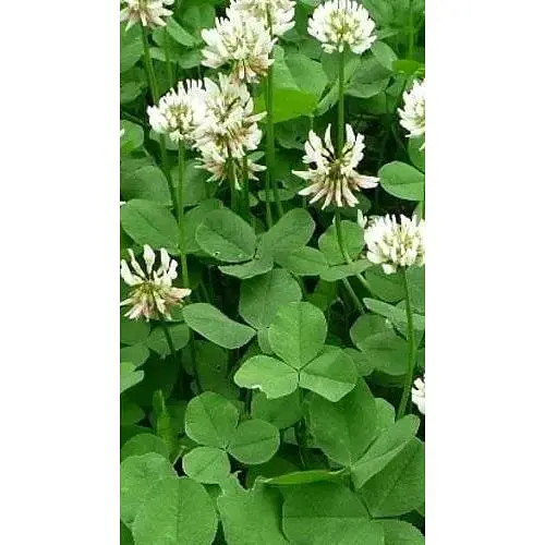Клевер "Белая" Весна 100г (19323) - фото 1