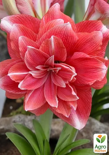 Гиппеаструм махровый "Double Dream" (Амариллис) (177221) 1 шт - фото 3