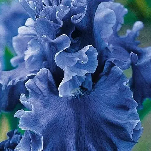 Ирис бородатый крупноцветковый "Honky Tonk Blues" (181072) 1 шт - фото 1