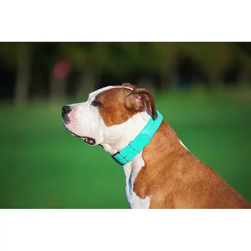 Нашийник для собак шкіряний Waudog Glamour з QR-паспортом без прикрас L Ш 25 мм Д 38-49 см ментоловий - фото 4