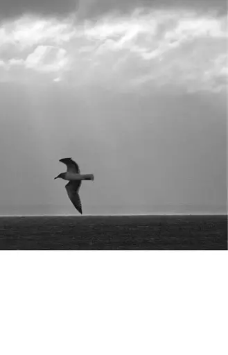 Джонатан Лівінгстон, мартин - фото 14