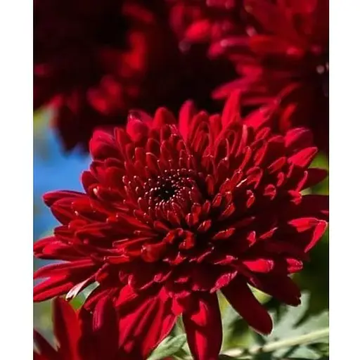 Хризантема Садова "Avalon Red" (висота 30-50см) (101669) 1 саженец - фото 1