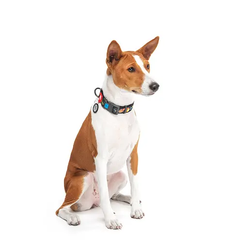 Нашийник для собак нейлоновий Waudog Nylon з QR-паспортом "Рік та Морті 3" пластиковий фастекс XL,Ш 25 мм Д 37-58 см - фото 7