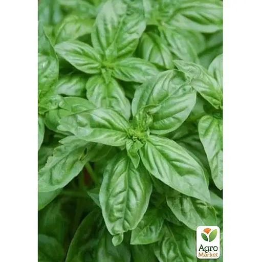 Базилик кустовой "Magic Blue" (кадковое растение, высокодекоративный куст) (102401) 1 саженец в упаковке - фото 3