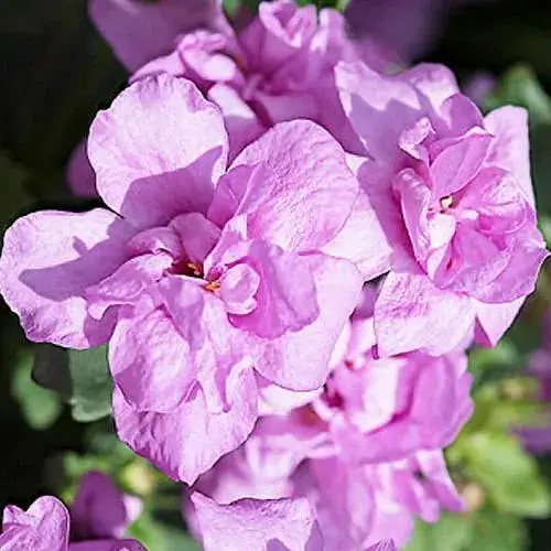 Бакопа Махрова Ампельная "Scopia Double Pink" (184164) 1 саженец - фото 1