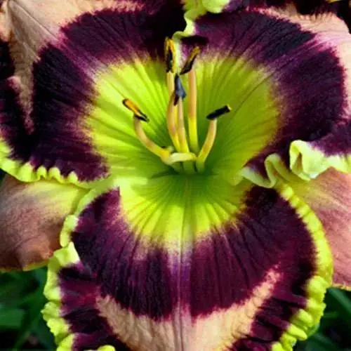 Лилейник "Gaudy to the Max" (сортовой укорененный в контейнере С1,2) (185980) 1 саженец - фото 1