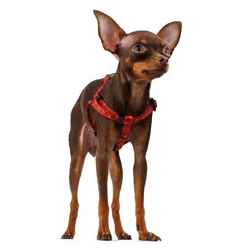 Шлея для собак Барксі Urban патріотична Вишиванка червона - фото 3