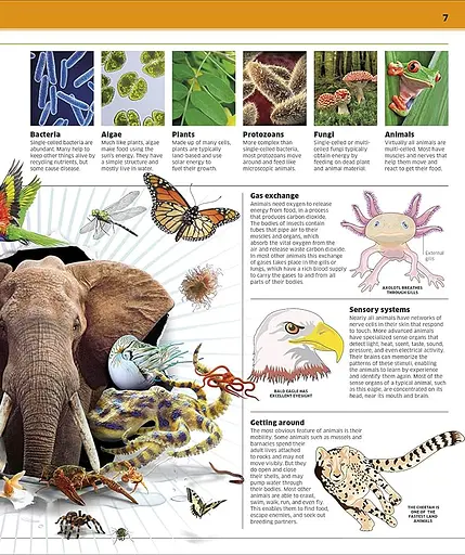 Knowledge Encyclopedia Animal! - фото 3