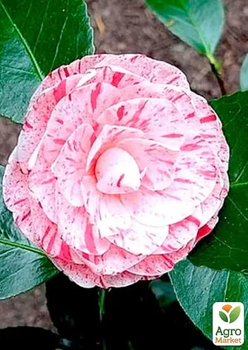 Камелия японская "William Bartlett" (181742) 1 саженец - фото 2