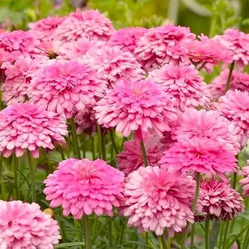 Аргирантемум "Aramis Double Pink White" (184161) 1 саженец - фото 1