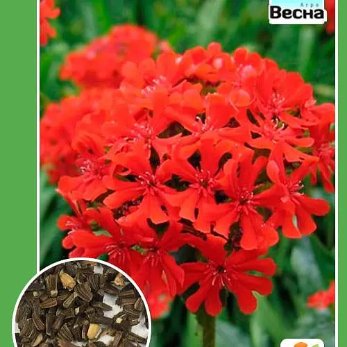 Лихнис Весна 3г (13291) - фото 2