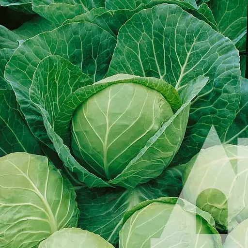 Капуста білоголова Садиба Раніні F1, 20 шт.