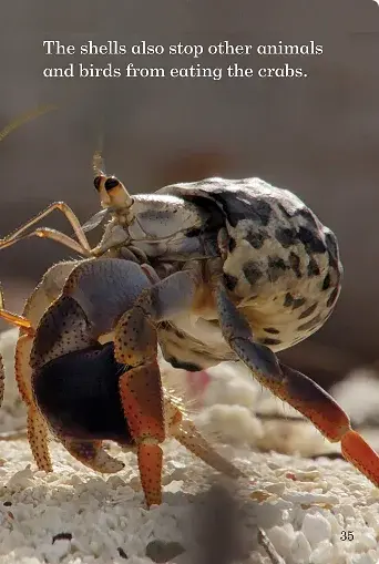 Where Animals Live. Ladybird Readers. Level 3 - фото 3