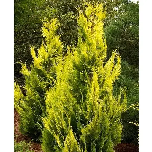 Купрессоципарис Лейланда Gold Rider (C2 высота 30-50см) (189168) 1 саженец - фото 1