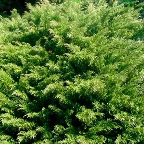 Можжевельник казацкий "Mas" (вазон Р9 высота 10-20 см) (187828) 1 саженец - фото 1