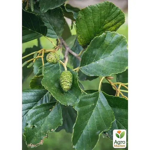 Ольха обыкновенная Agro-Market 80-100 см (188847) 1 саженец в упаковке - фото 2