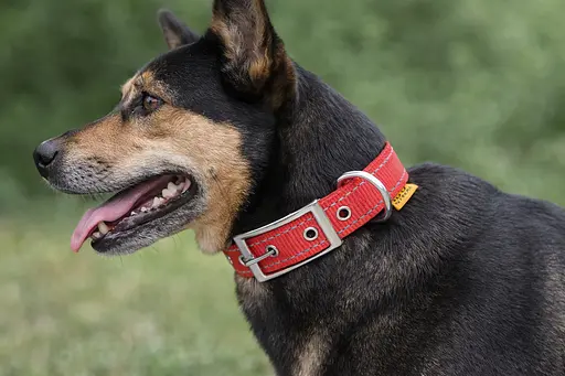 Ошейник "Dog Extreme" из нейлона двойной со светоотражающей вставкой (ширина 20мм длина 30-40см) красный - фото 2