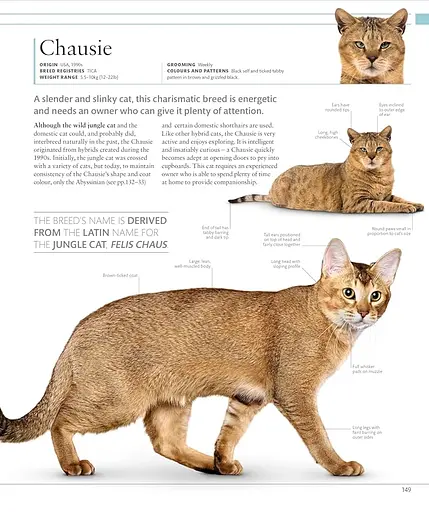 The Cat Encyclopedia - фото 13