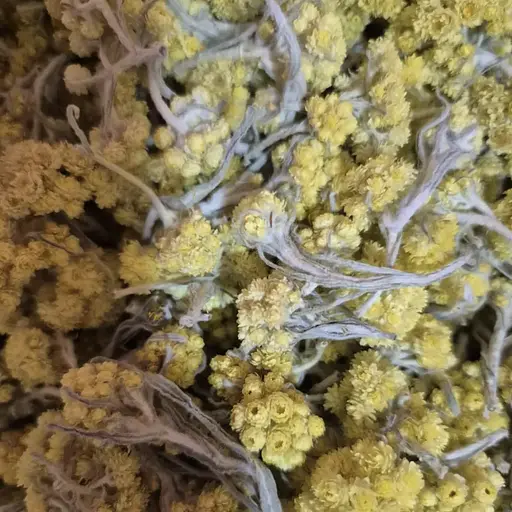 100 г цмин пісковий цвіт сушений - свіжий урожай