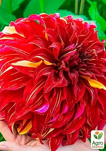 Жоржина "Bohemian Spartacus" (49607) 1 шт - фото 2