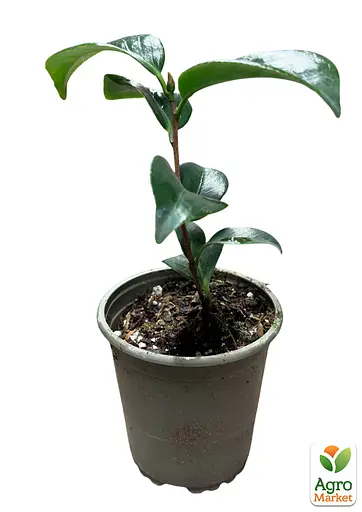 Камелия японская "Princess Baciocchi" (181736) 1 саженец - фото 2