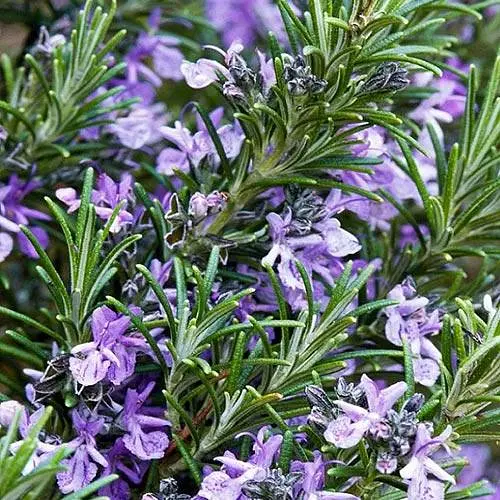 Розмарин морозостойкий "Athens Blue Spire" (187066) 1 саженец в упаковке - фото 1