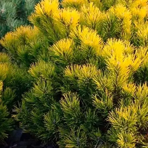 Сосна привитая Agro-Market 2-х летняя горная Golden Glow С2 высота 20-25 см 187454 1 саженец в упаковке - фото 1