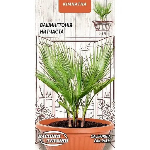 Насіння Вашингтонія нитчаста Насіння України кімнатна 5 шт. (745700)