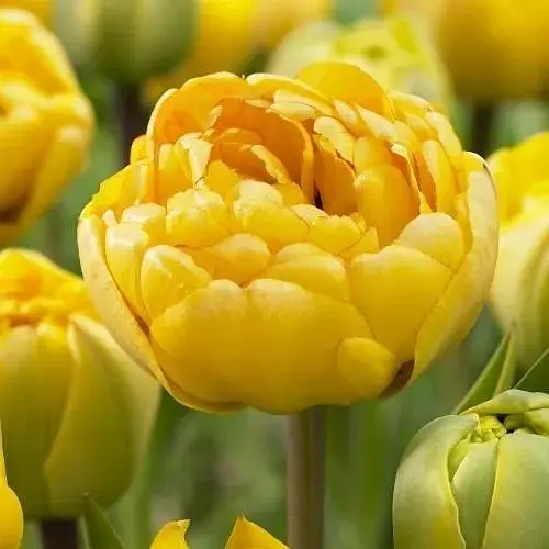 Тюльпан "Yellow Pomponette" (186367) 2 шт - фото 1