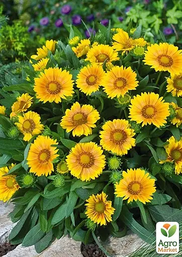 Гайлардія гібридна "Arizona Apricot" вазон С2 (183704) 1 саженец - фото 2