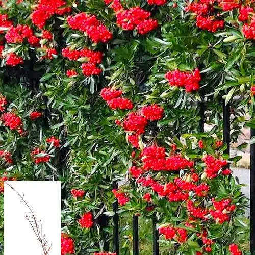 Піраканта "Red Column" 3-річна (висота 80-100см) (184989) 1 саженец - фото 4