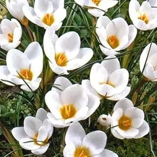 Крокус ботанічний "Ard Schenk" 5 шт (17222) - фото 1