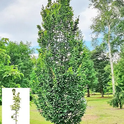 Граб обыкновенный "Fastigiata" С10 (180077) 1 саженец - фото 2