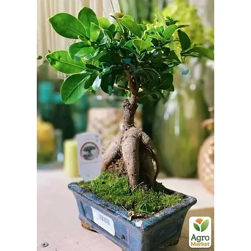 Бонсай Agro-Market Ginseng (63546) 1 саженец в упаковке комнатный - фото 1