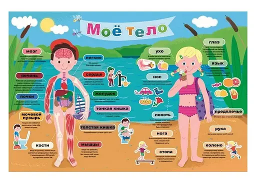 Пазл Trefl учебный Мое тело 40 эл. (15528) - фото 2