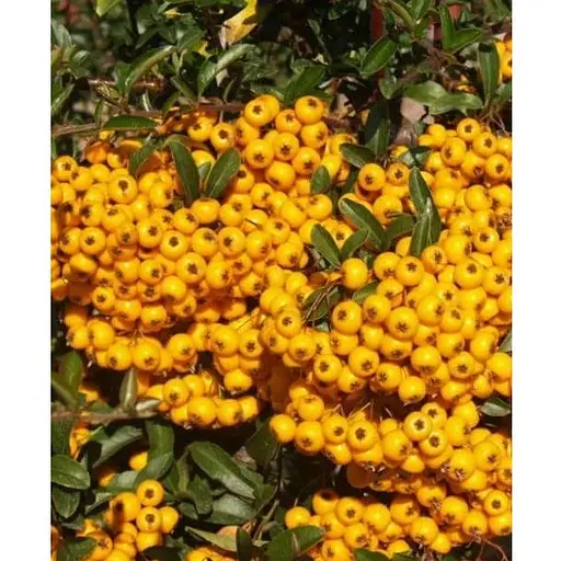 Піраканта "Soleil d'Or" 3-річна (висота 80-100см) (184991) 1 саженец - фото 1