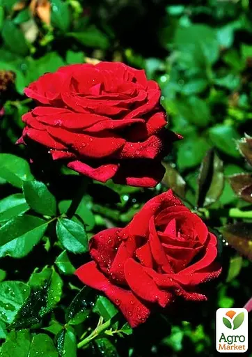 Роза в контейнере чайно-гибридная "Royal Willams" (саженец класса АА+) (180850) 1 саженец - фото 3