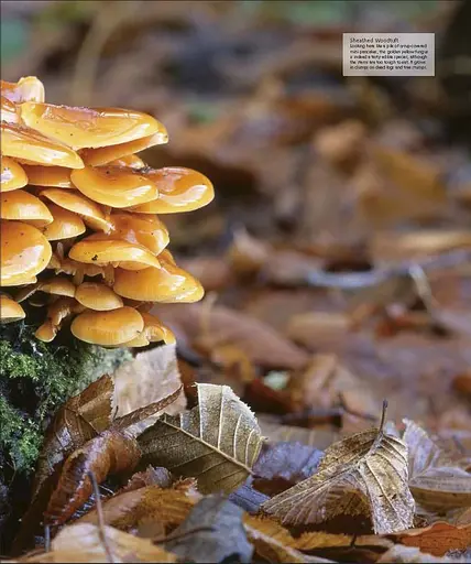 Wildlife of Britain and Ireland - фото 16