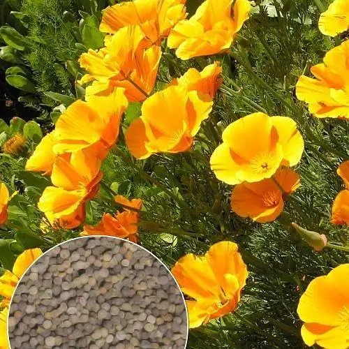 Эшшольция "Желтая Королева" Весна 2г (22466) - фото 5