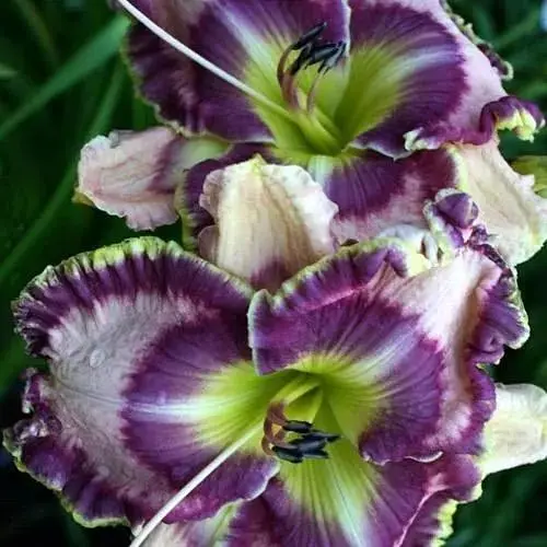 Лілійник "Count Your Assets" (156437) 1 шт - фото 1