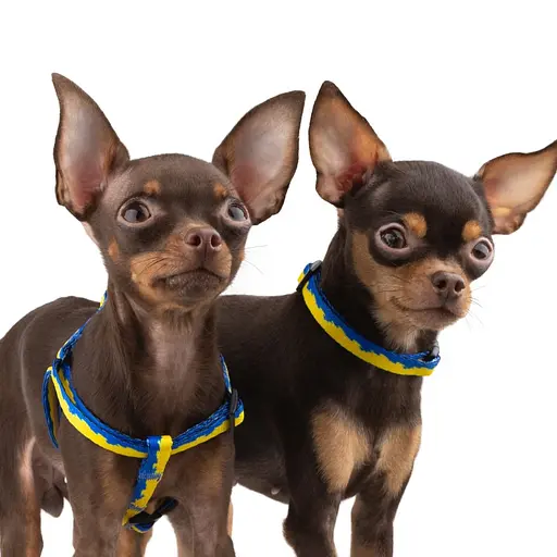 Ошейник для собак Баркси Urban патриотический Флаг - фото 4