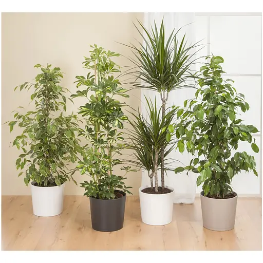 Кашпо для квітів Scheurich керамічне 15 см антрацит (4050804000375) - фото 3