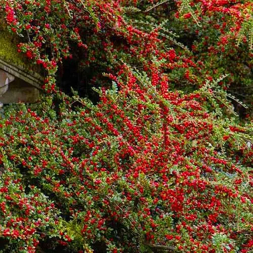 Кизильник гибридный "Coral Beauty" (183716) 1 саженец в упаковке - фото 1