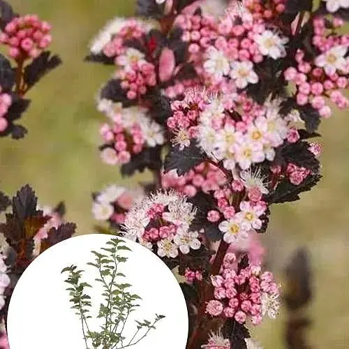 Пузырчатка калинолистная Little Devil С2, высота 20-40 см (185592) 1 саженец в упаковке - фото 1