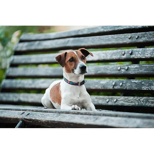 Нашийник для собак шкіряний Waudog Design з QR-паспортом "Літо" XS Ш 12 мм Д 20-28 см чорний - фото 6